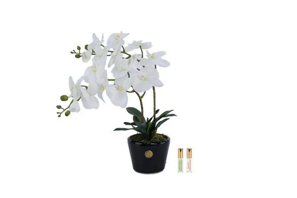 Парфумований букет "Double Orchid” біла