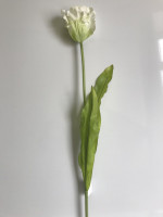 Тюльпан  папужний, h-82 см